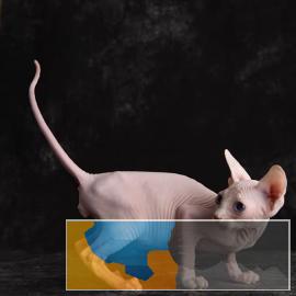 专业繁殖高品质无毛猫蓝眼卷耳外星人