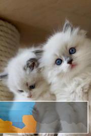 出售 加菲猫蓝猫银渐层美短折耳猫,欢迎比较购买