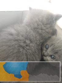 可爱的英短蓝猫求富养