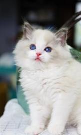 超颜值仙女布偶猫温顺粘人乖巧可爱全国飞