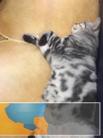 家养两岁虎斑美短，不是猫贩，就想为猫猫找一个好人家