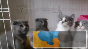 贝拉宠物 特价出售蓝猫银渐层布偶,请比较购买