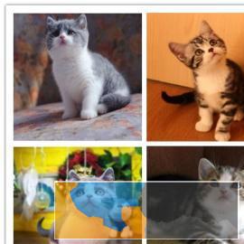 CFA认证 血统纯正英短美短猫，订购就送大礼包