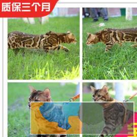 霸气的孟加拉豹猫、常年出售、全国可空运