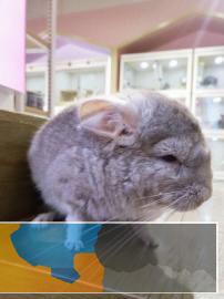 标灰弟弟A级小龙猫