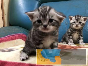 WCF认证的实体猫舍繁育高品质英短，美短