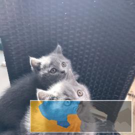 宜昌实体猫舍现出售蓝猫蓝白，加菲，布偶，包健康