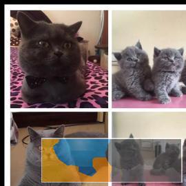 宜昌出售纯种英短蓝猫生活自理健康活泼可爱萌萌
