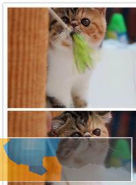 加菲猫可爱粘人呆萌呆萌哒眼鼻一线大眼睛水灵灵