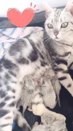 自家繁殖美短虎斑猫银渐层猫爸妈都可看