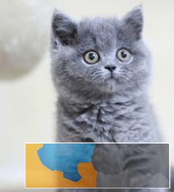 自家猫舍出售蓝猫健康活泼大胖虎包子脸