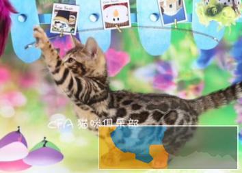 孟加拉猫出售无病无廯繁殖纯种健康猫咪葡以