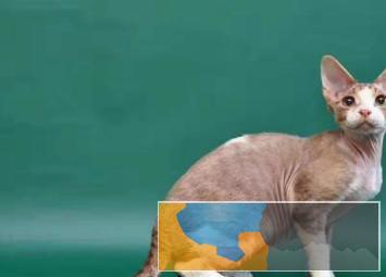 猫舍繁殖德文卷毛猫疫苗齐全纯种健康好养活