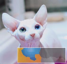 高品质.品相.无毛猫.蓝眼.卷耳.外星人