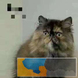 贵族气质高颜值波斯猫品质 包纯种健康