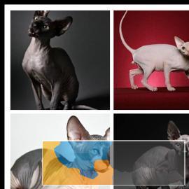 出售纯种家养斯芬克斯猫完美大骨架CFA认证