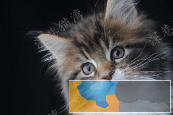 俄罗斯进口纯种长毛缅因猫包健康包纯种可签协议