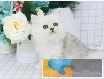 金吉拉猫毛量大甜美可爱嗲里嗲气会撒娇会卖萌