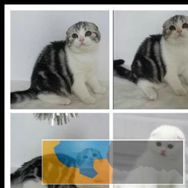 同城CFA猫舍出售幼猫纯种苏格兰折耳猫活体包健康