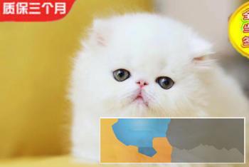 出售自家繁殖加菲猫无病无藓水滴眼可签协议