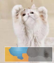 猫舍出售波斯幼猫驱过虫打过疫苗健康有保障