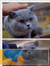 英短蓝猫纯种自家繁殖蓝猫包纯种包健康