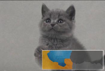 猫舍繁殖、疫苗齐全、英短蓝白纯种健康
