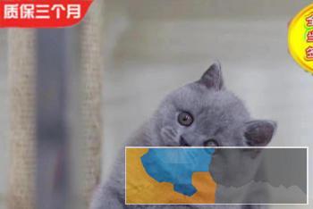 自家猫舍繁殖大包子脸橘眼巨萌蓝猫三包协议