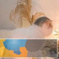 猫苑加菲猫出售包子脸水滴眼加菲价格上门挑选