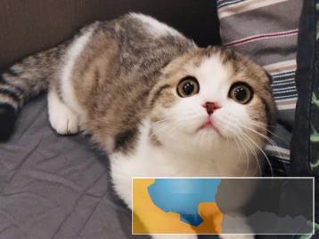 可爱听话的折耳猫出售品相好体质强放心喂养