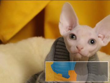 无毛猫颜色齐全，疫苗齐全多只在售可上门