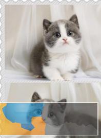 本地繁殖高品端短毛猫会吃猫粮会上厕所家养很省心哟