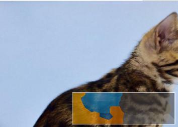 奶凶奶凶的孟加拉豹猫包纯种健康无癣