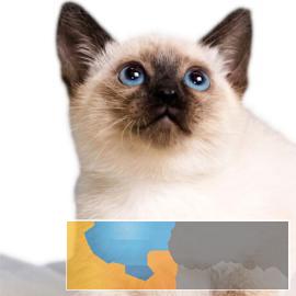 蓝眼挖煤工小暹罗会自己用猫砂包纯种包健康