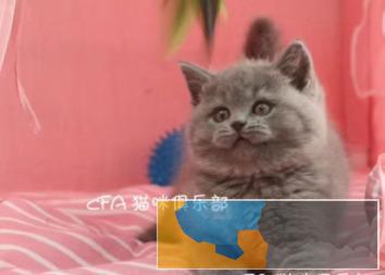 蓝猫幼猫出售哪里有卖纯种的蓝猫的英短猫