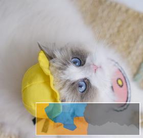 高端猫舍繁育布偶仙女喵免疫齐全随时可去新家