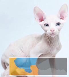 小八猫舍 自家繁育斯芬克斯无毛猫健康活泼小可爱