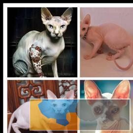 出售纯种家养斯芬克斯猫完美大骨架CFA认证