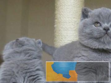 可爱听话的短毛猫出售品相好体质强放心喂养