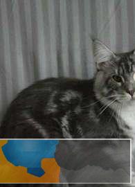 自家繁殖霸气大围脖缅因猫包健康包纯种可签协议