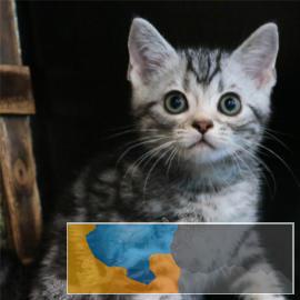 家养英短纯白蓝猫渐层加菲美短虎斑