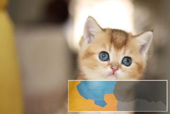 网红同款短毛猫英短美短纯白都有多只可选