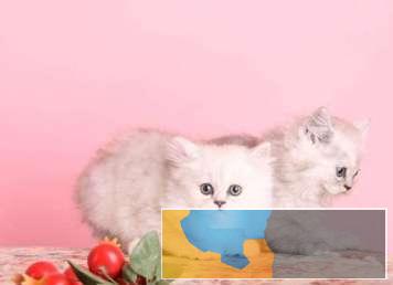 猫舍出售金吉拉加菲猫美短蓝猫可视频挑选