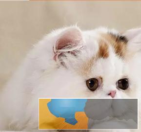 大爆毛超厚毛量一线精品波斯猫颜色多重要健康