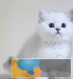猫舍直销英短美短折耳猫银渐层协议质保纯种