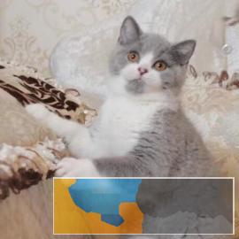 本地猫舍繁殖高品质短毛猫品质好品相到位