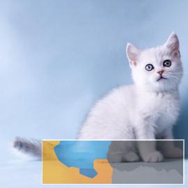 高颜值白甜可爱的短毛猫出售送大礼包