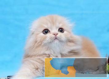 折耳幼猫,猫舍繁殖,健康纯种,品质保障