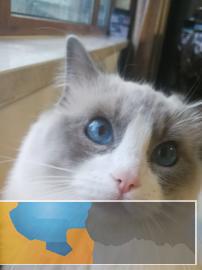 双证疫苗齐全包健康高品质纯血统布偶猫