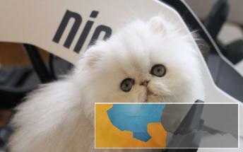 完美金吉拉猫温顺粘人想要粘人的来